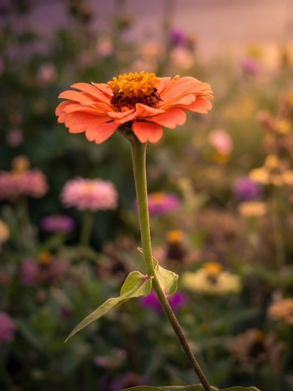 Peach Floral Photography Print – Botanical Wall Art